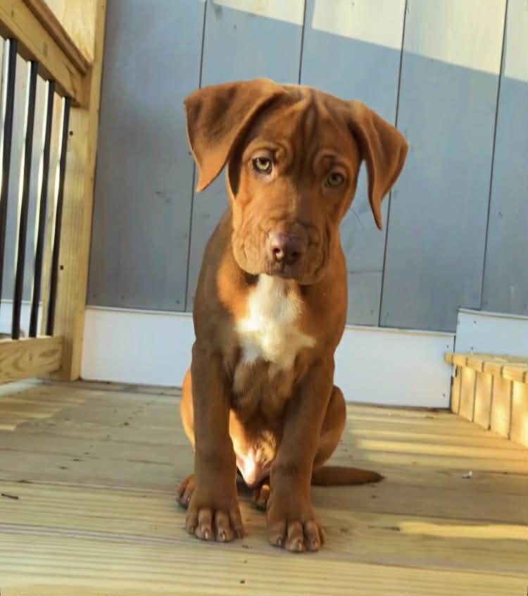 Enlarge Ernest, an adopted Mixed Breed in Schenectady, NY image 2/5