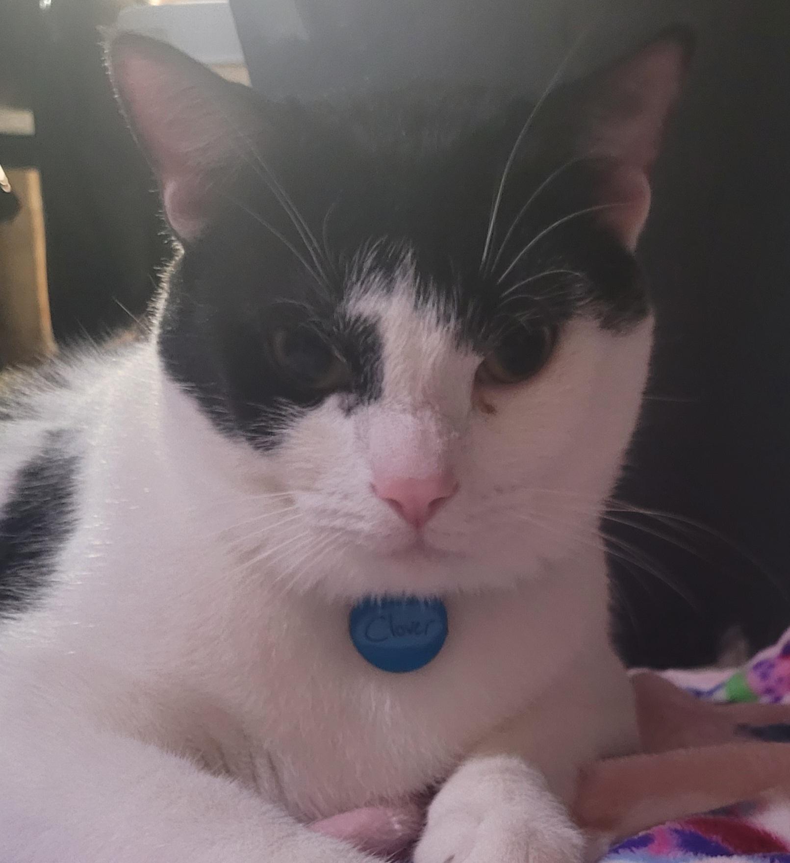 Enlarge Clover, a Adoptable Domestic Short Hair in Milwaukee, WI image 2/5