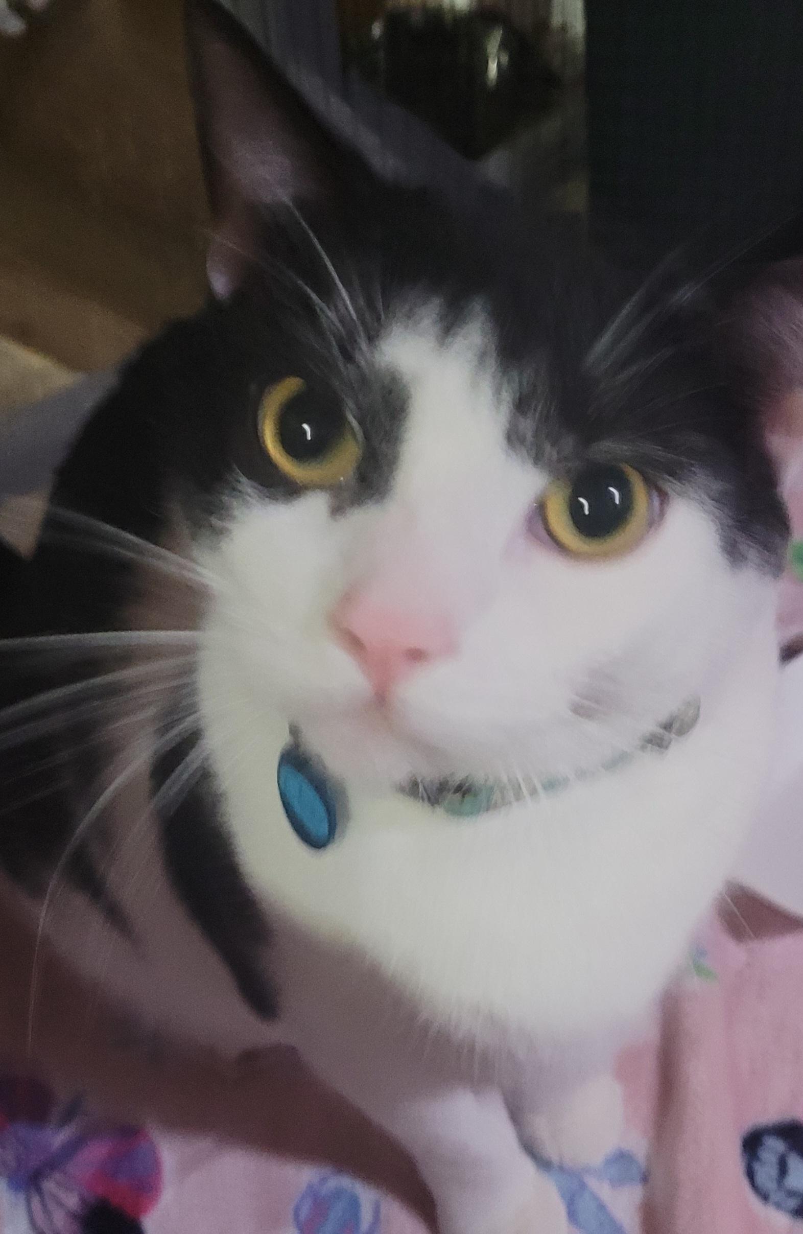 Enlarge Clover, a Adoptable Domestic Short Hair in Milwaukee, WI image 1/5