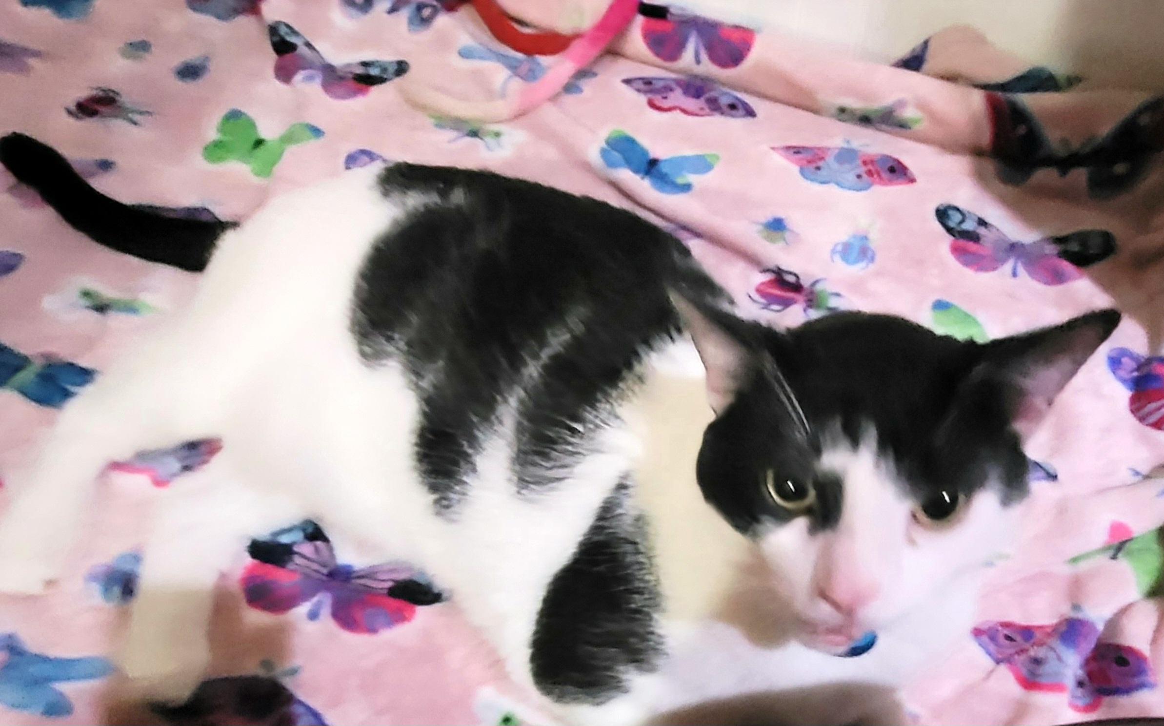 Enlarge Clover, a Adoptable Domestic Short Hair in Milwaukee, WI image 3/5