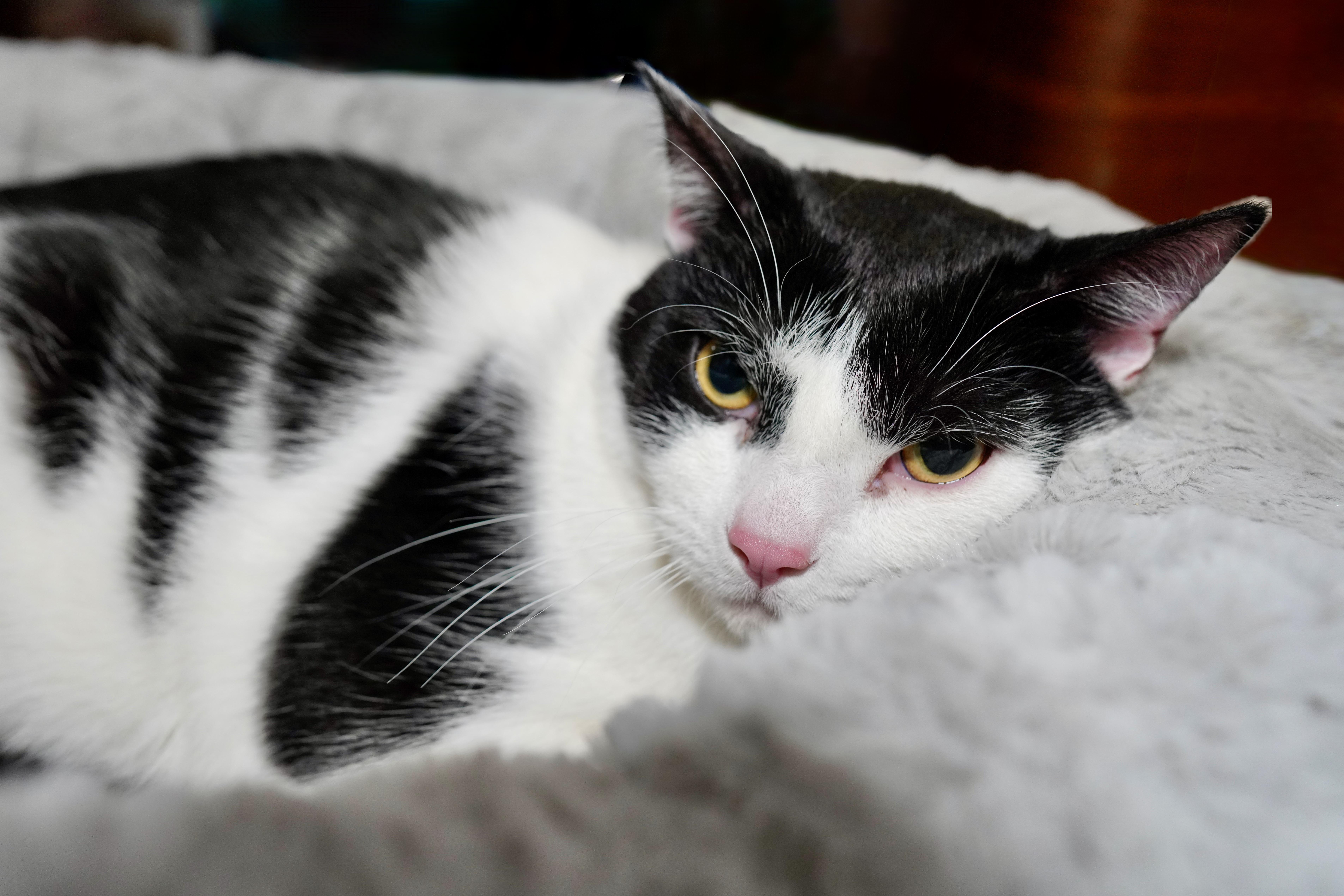 Clover, Adoptable, Young Male Domestic Short Hair.