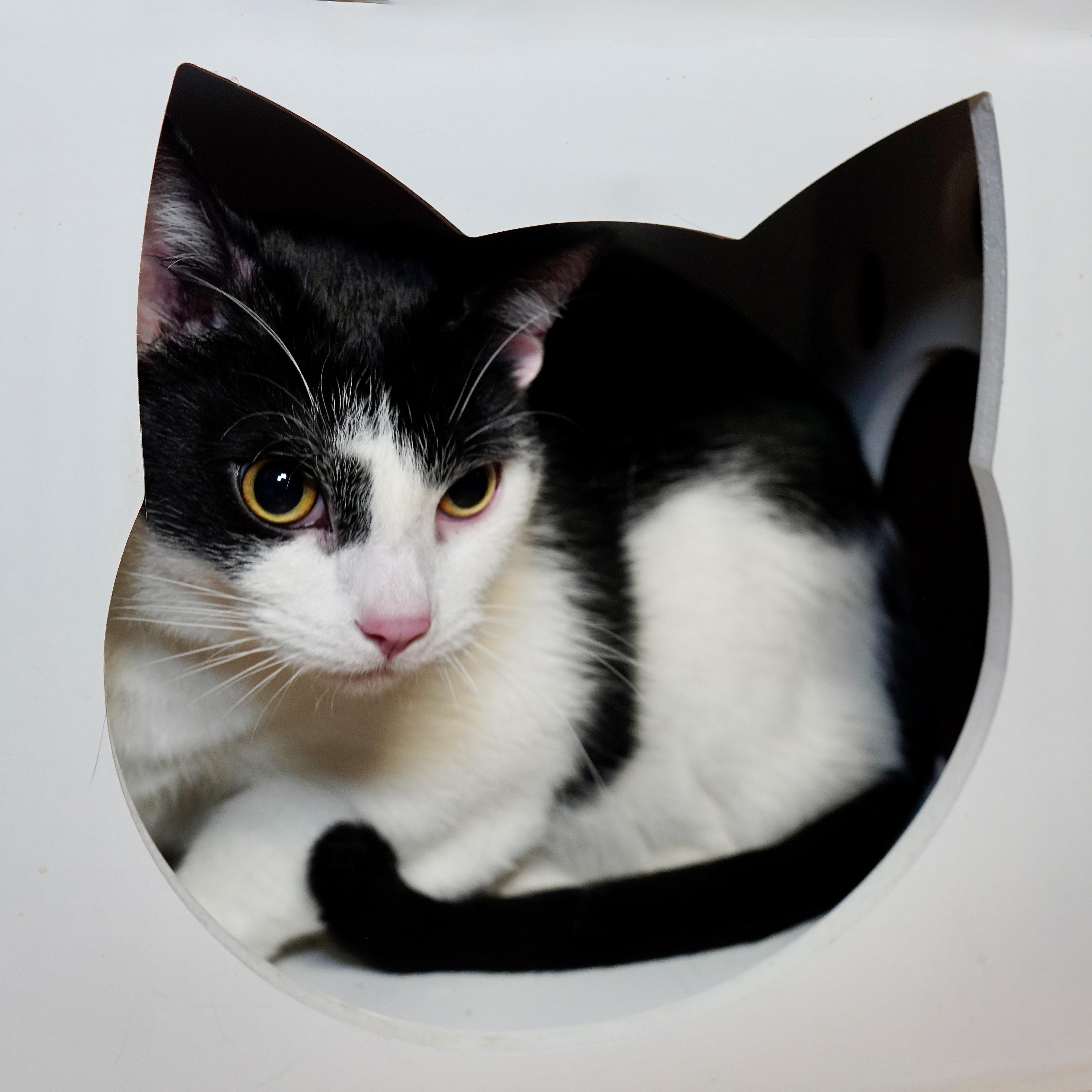 Clover, Adoptable, Young Male Domestic Short Hair.
