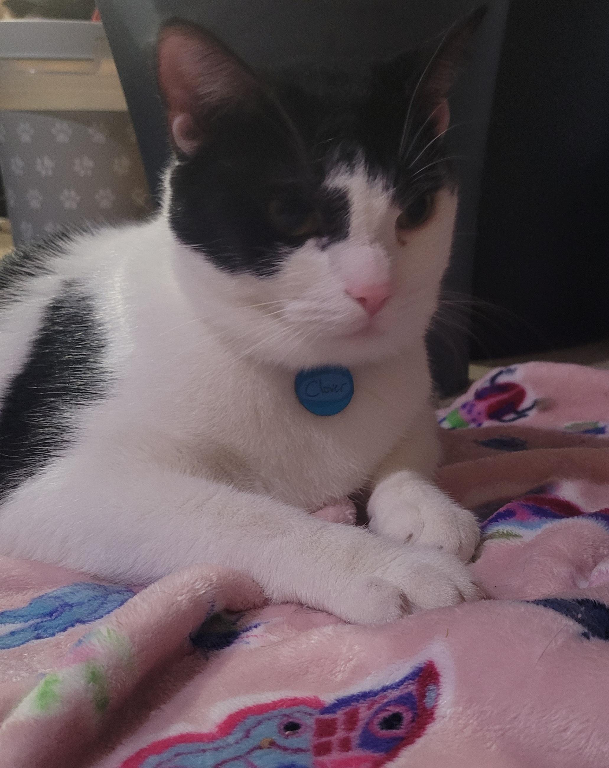 Enlarge Clover, a Adoptable Domestic Short Hair in Milwaukee, WI image 4/5