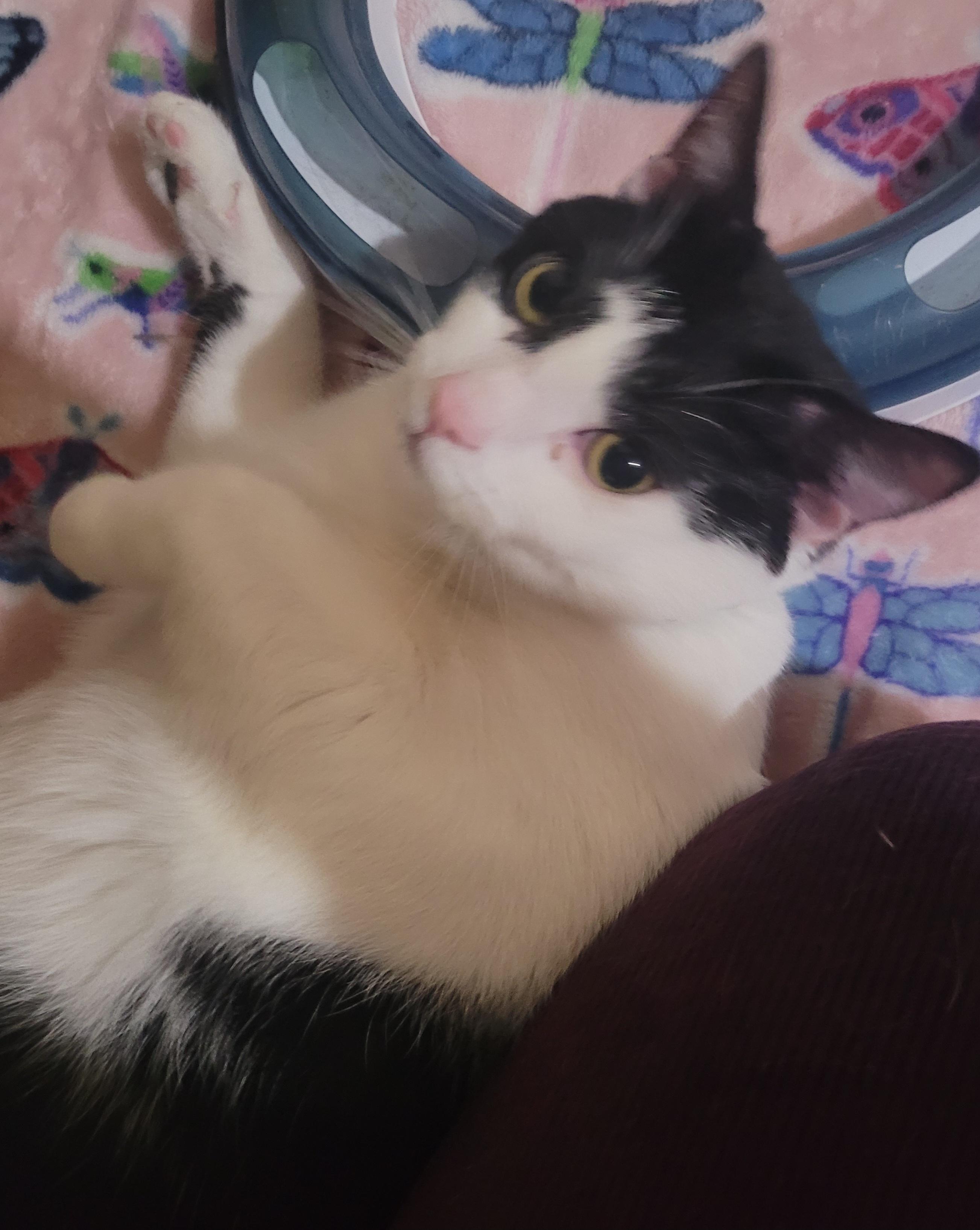 Enlarge Clover, a Adoptable Domestic Short Hair in Milwaukee, WI image 5/5