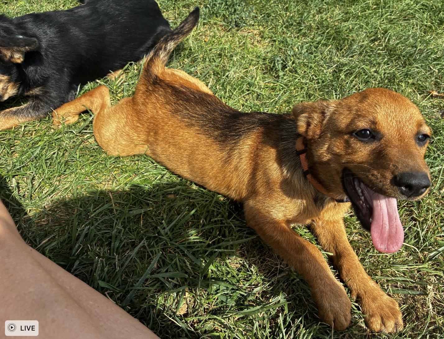 Enlarge Penny, an adopted mixed breed in Davis, CA image 4/6