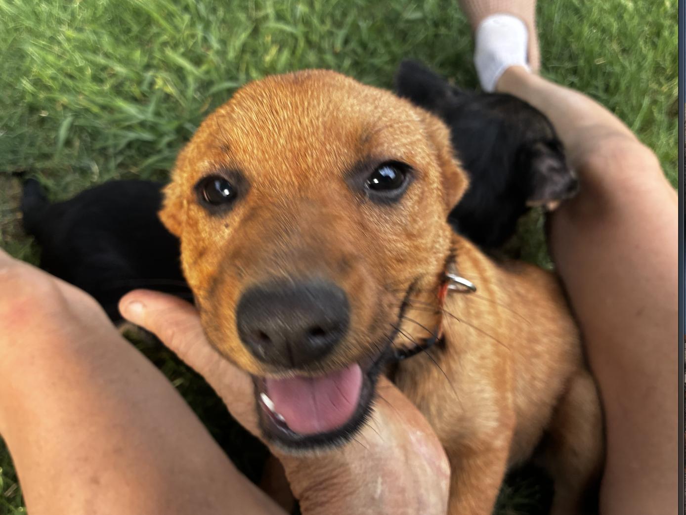 Enlarge Penny, an adopted mixed breed in Davis, CA image 2/6