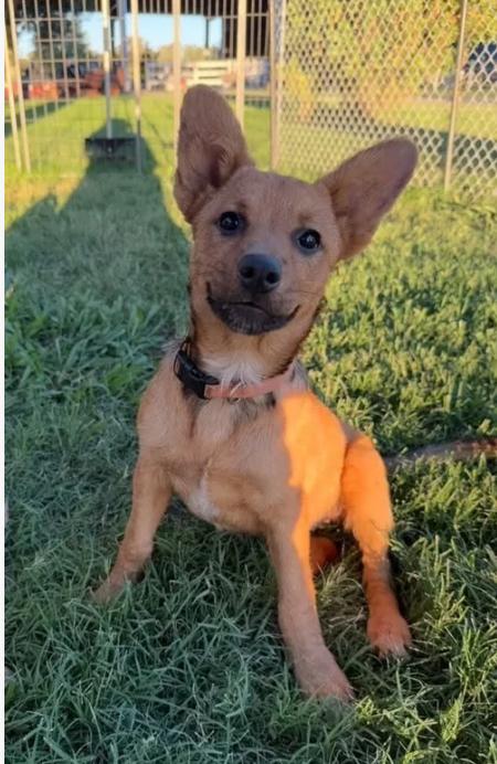 Penny, adopted, Puppy Female Shepherd & Cattle Dog.