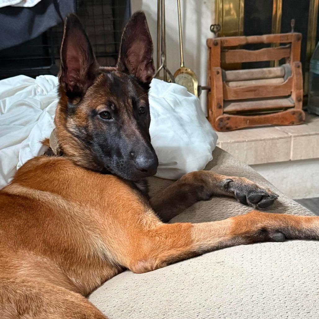 Enlarge Luna, a Adoptable Belgian Shepherd / Malinois in Farmersville, OH image 1/1