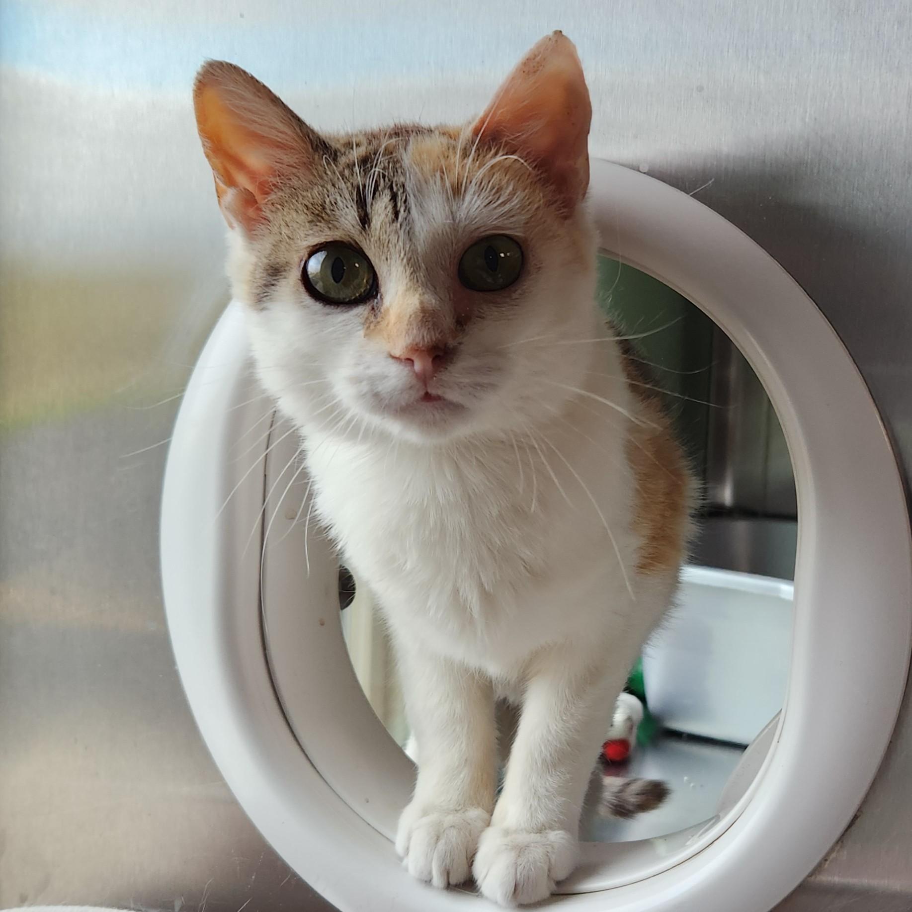 Enlarge Bindi (working cat), an adopted Torbie in Marshfield, WI image 2/3