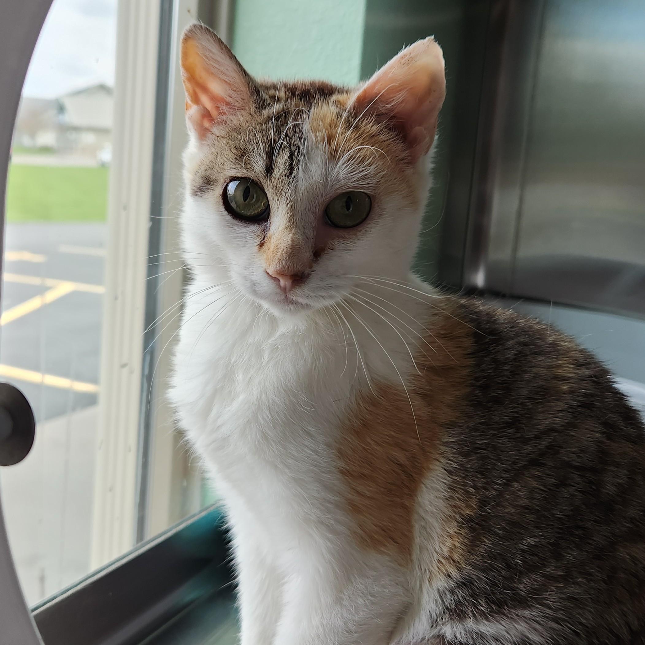 Bindi (working cat), adopted, Young Female Torbie.