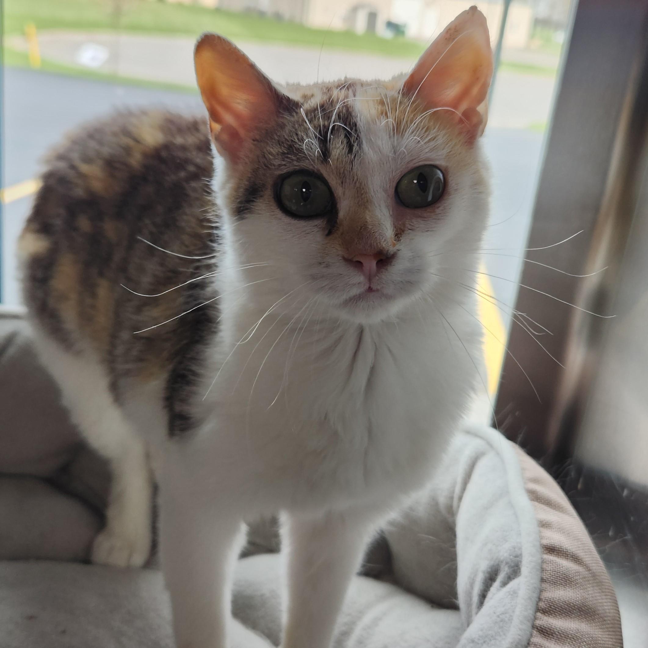 Enlarge Bindi (working cat), an adopted Torbie in Marshfield, WI image 3/3