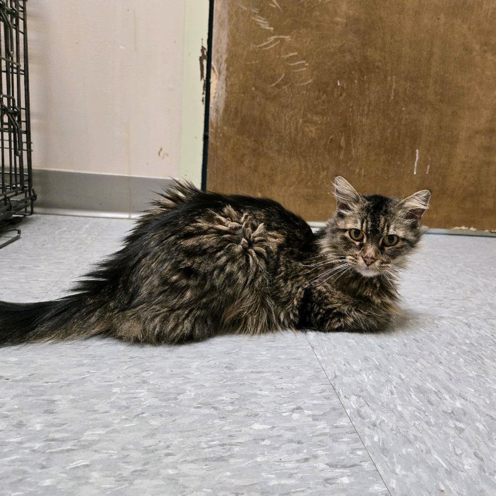 Enlarge Bonnie, a Adoptable Domestic Short Hair in Branson, MO image 1/4