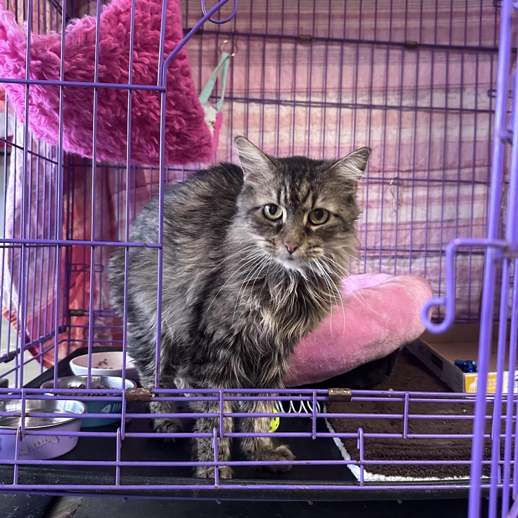 Enlarge Bonnie, a Adoptable Domestic Short Hair in Branson, MO image 2/4