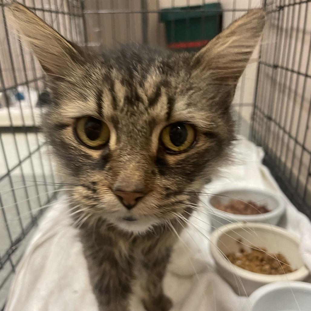 Enlarge Bonnie, a Adoptable Domestic Short Hair in Branson, MO image 1/2