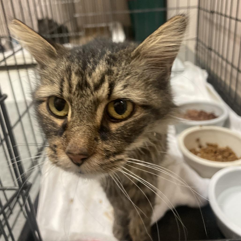 Enlarge Bonnie, a Adoptable Domestic Short Hair in Branson, MO image 2/2