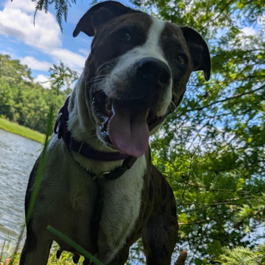 Nala 28029, Adoptable, Adult Female Mixed Breed.