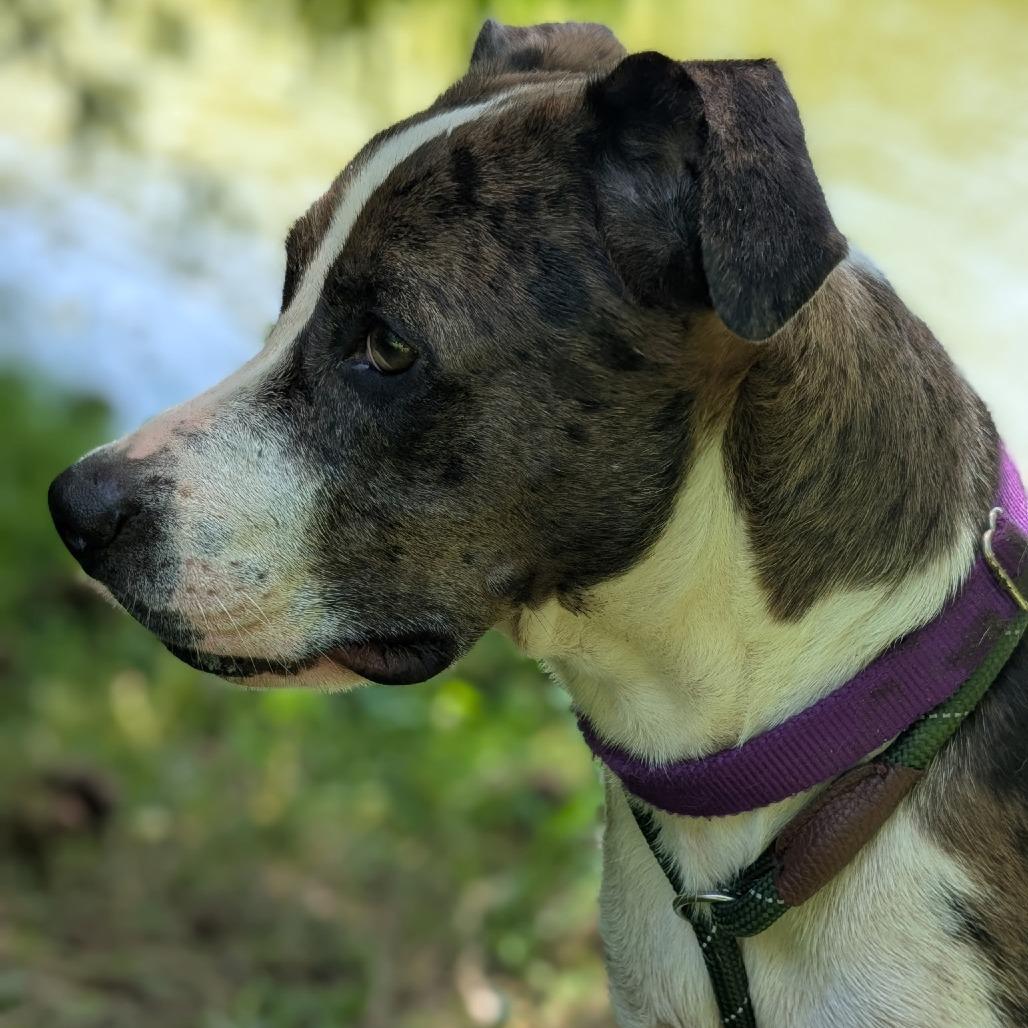 Enlarge Nala 28029, a Adoptable Mixed Breed in Middleburg, FL image 2/2