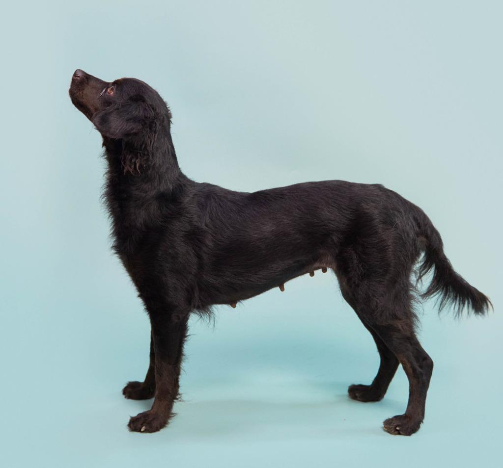 Kombangwa (Soi Dog), Adoptable, Adult Female Spaniel & Dachshund.