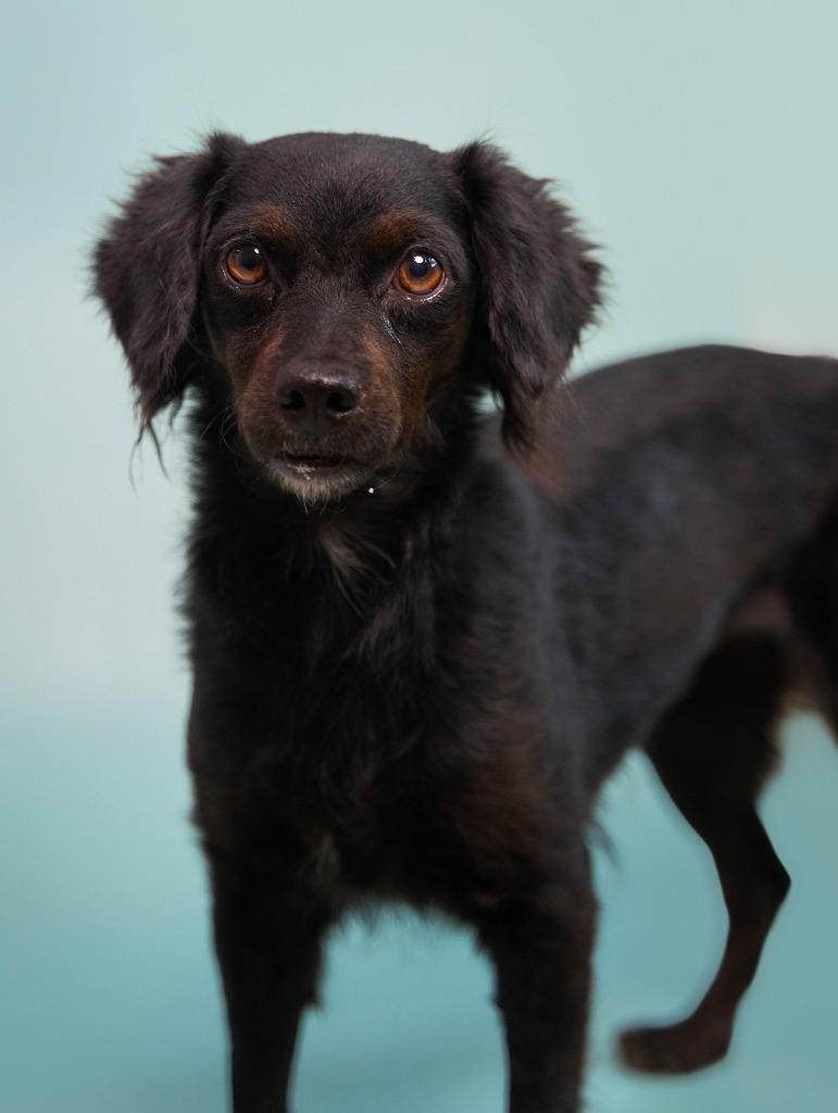 Enlarge Kombangwa (Soi Dog), a Adoptable mixed breed in San Diego, CA image 2/6