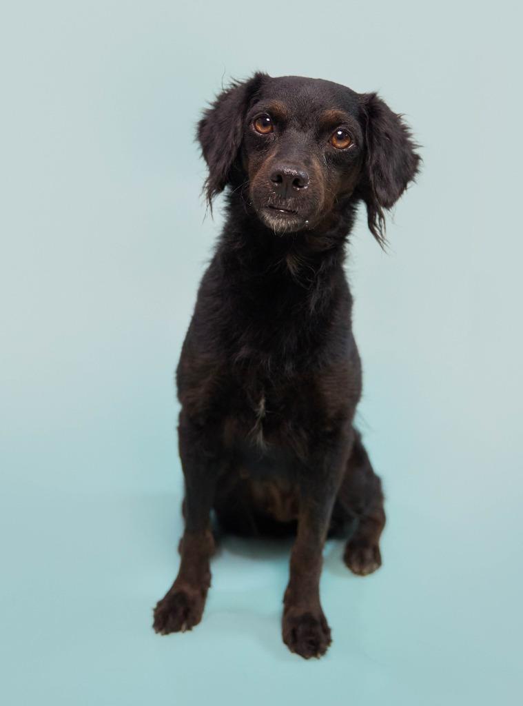 Enlarge Kombangwa (Soi Dog), a Adoptable mixed breed in San Diego, CA image 3/6