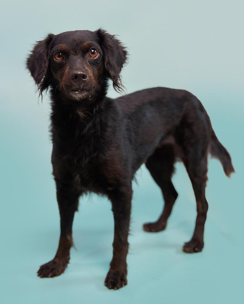 Enlarge Kombangwa (Soi Dog), a Adoptable mixed breed in San Diego, CA image 4/6