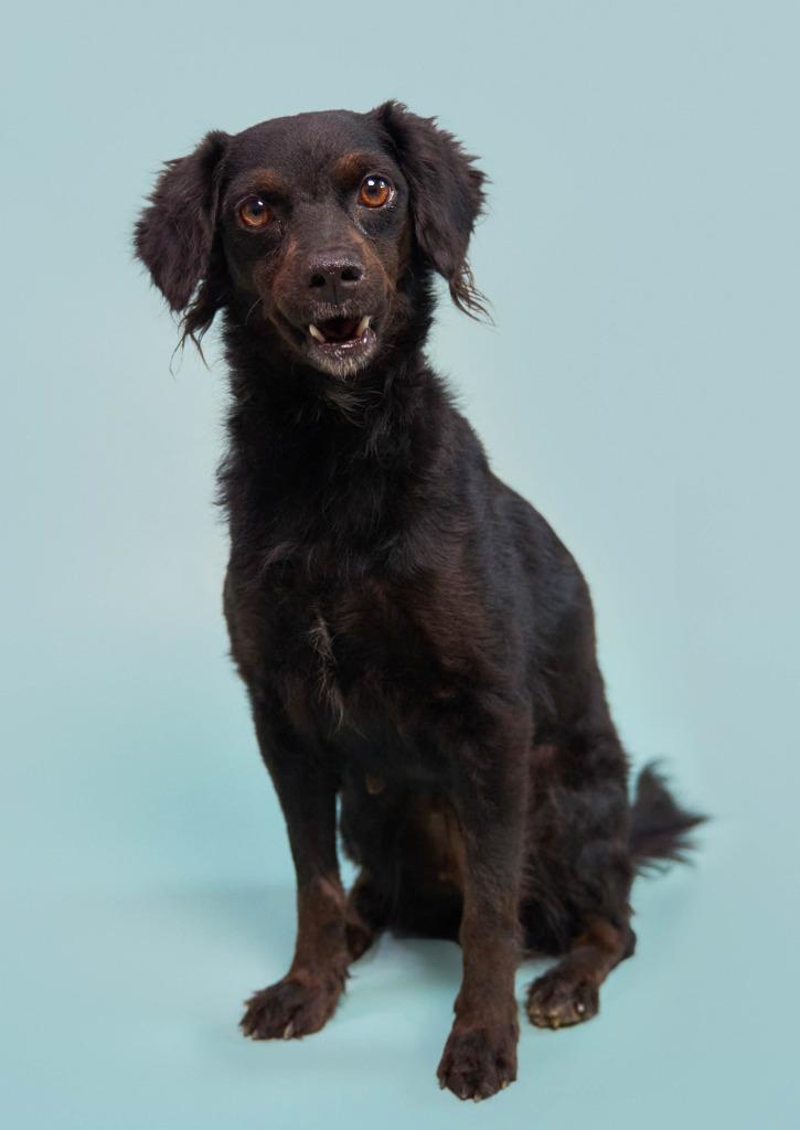 Enlarge Kombangwa (Soi Dog), a Adoptable mixed breed in San Diego, CA image 5/6