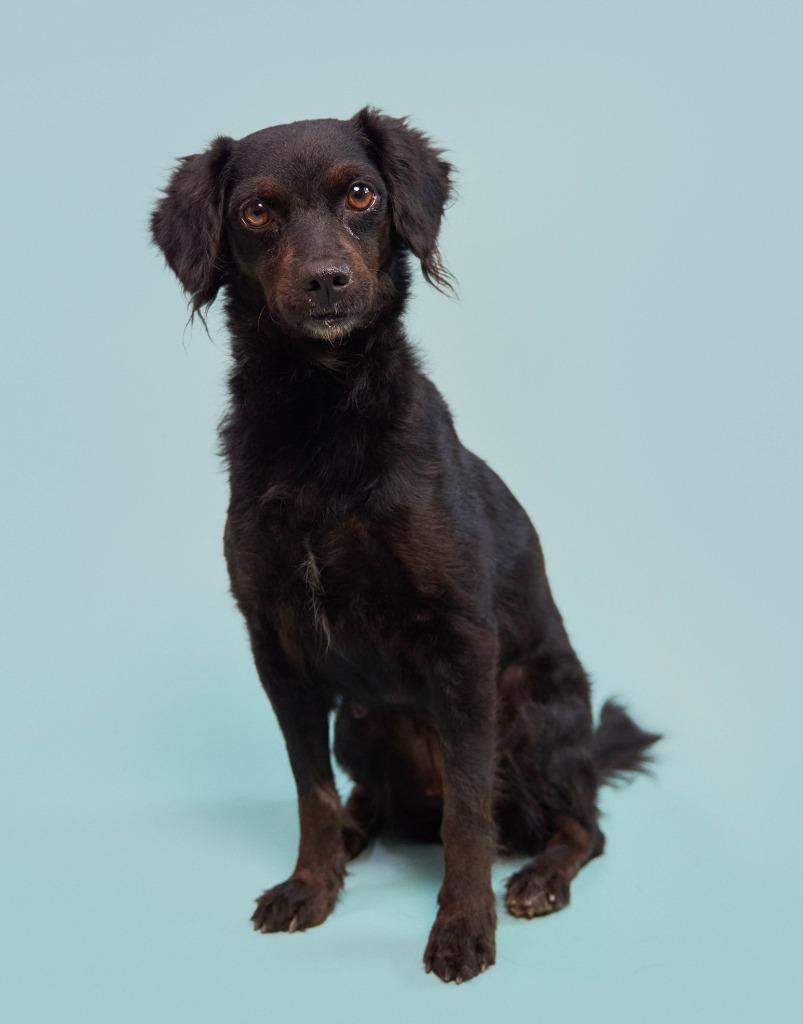 Enlarge Kombangwa (Soi Dog), a Adoptable mixed breed in San Diego, CA image 6/6