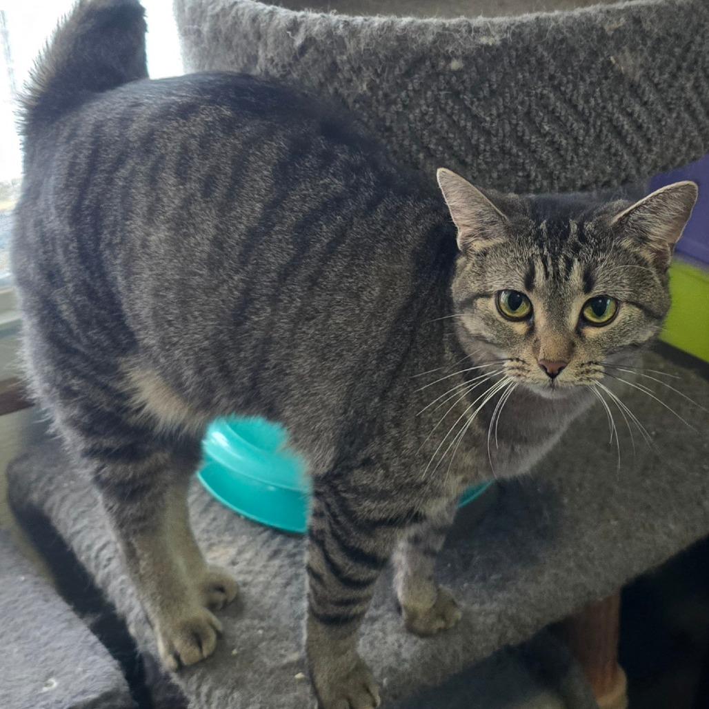 Princess Peach, Adoptable, Adult Female Domestic Short Hair.