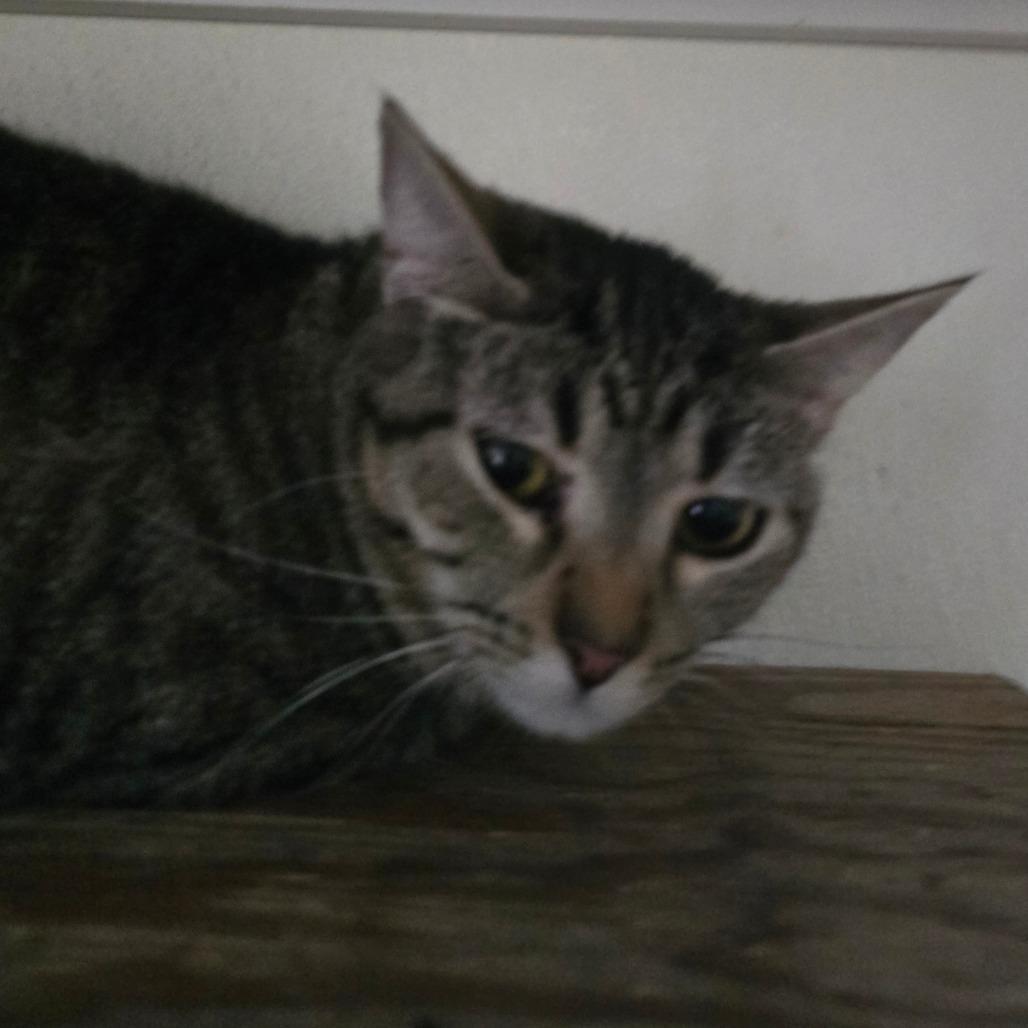 Enlarge Princess Peach, a Adoptable Domestic Short Hair in Hanna City, IL image 2/6