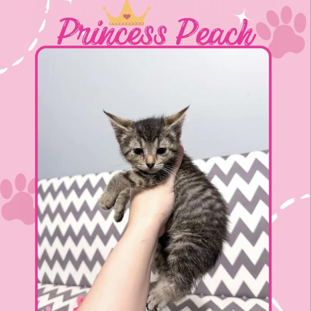 Enlarge Princess Peach, a Adoptable Domestic Short Hair in Hanna City, IL image 2/5