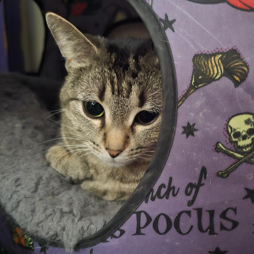 Enlarge Princess Peach, a Adoptable Domestic Short Hair in Hanna City, IL image 3/5