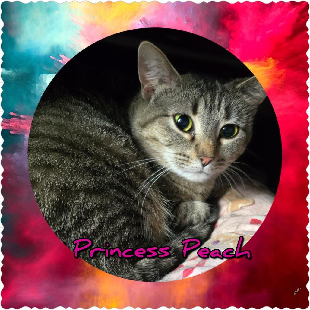 Enlarge Princess Peach, a Adoptable Domestic Short Hair in Hanna City, IL image 4/5