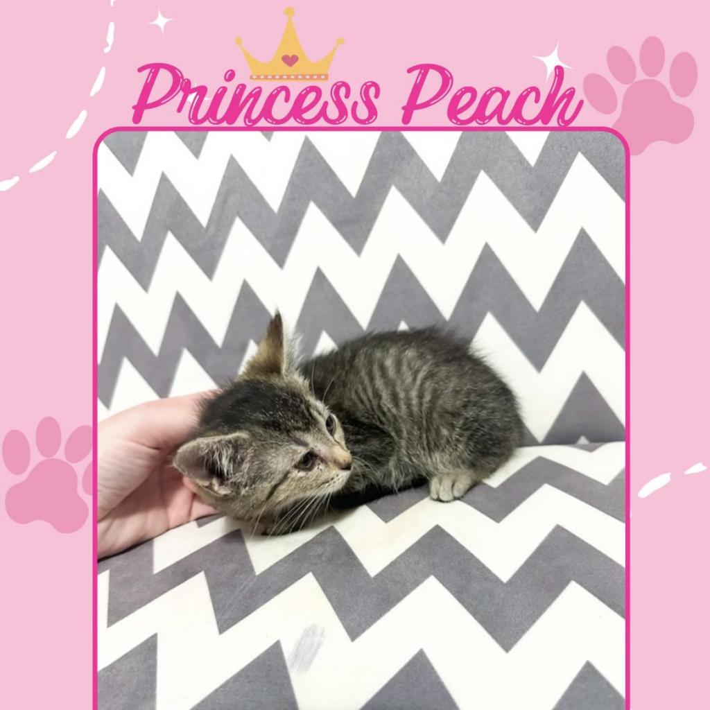 Enlarge Princess Peach, a Adoptable Domestic Short Hair in Hanna City, IL image 5/5