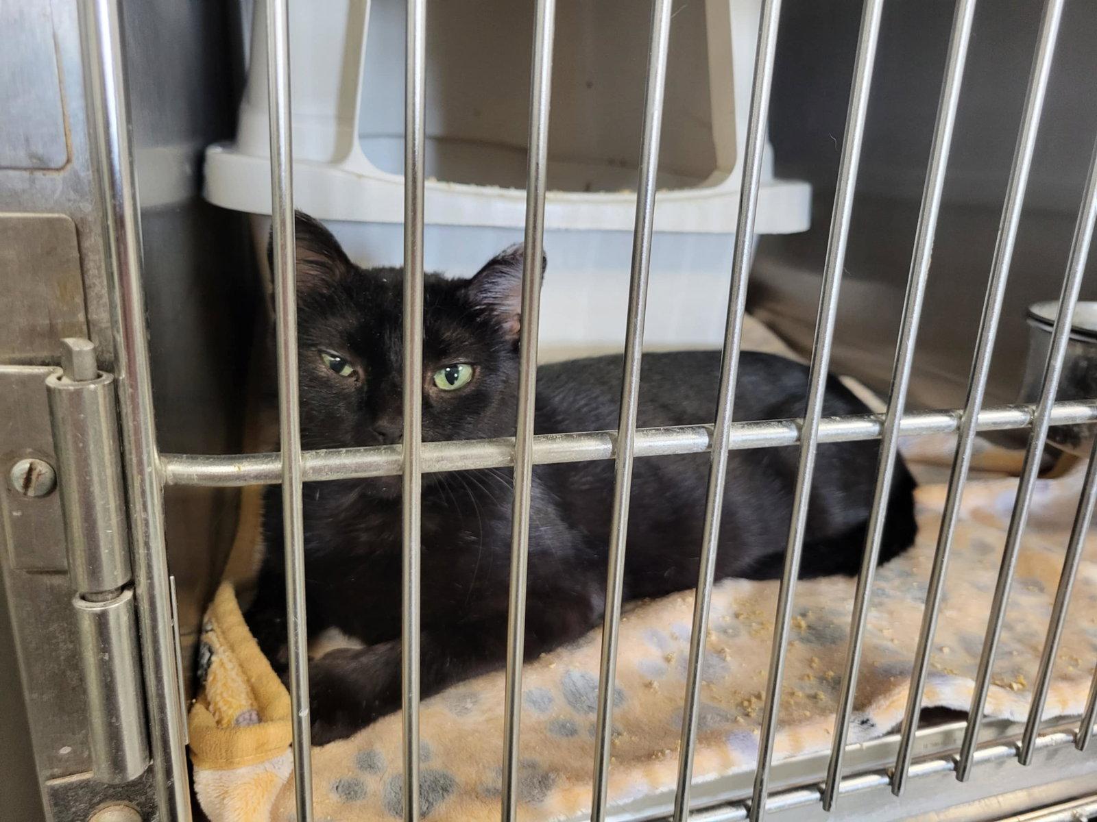 Bristol, Adopted, Senior Female Domestic Short Hair.