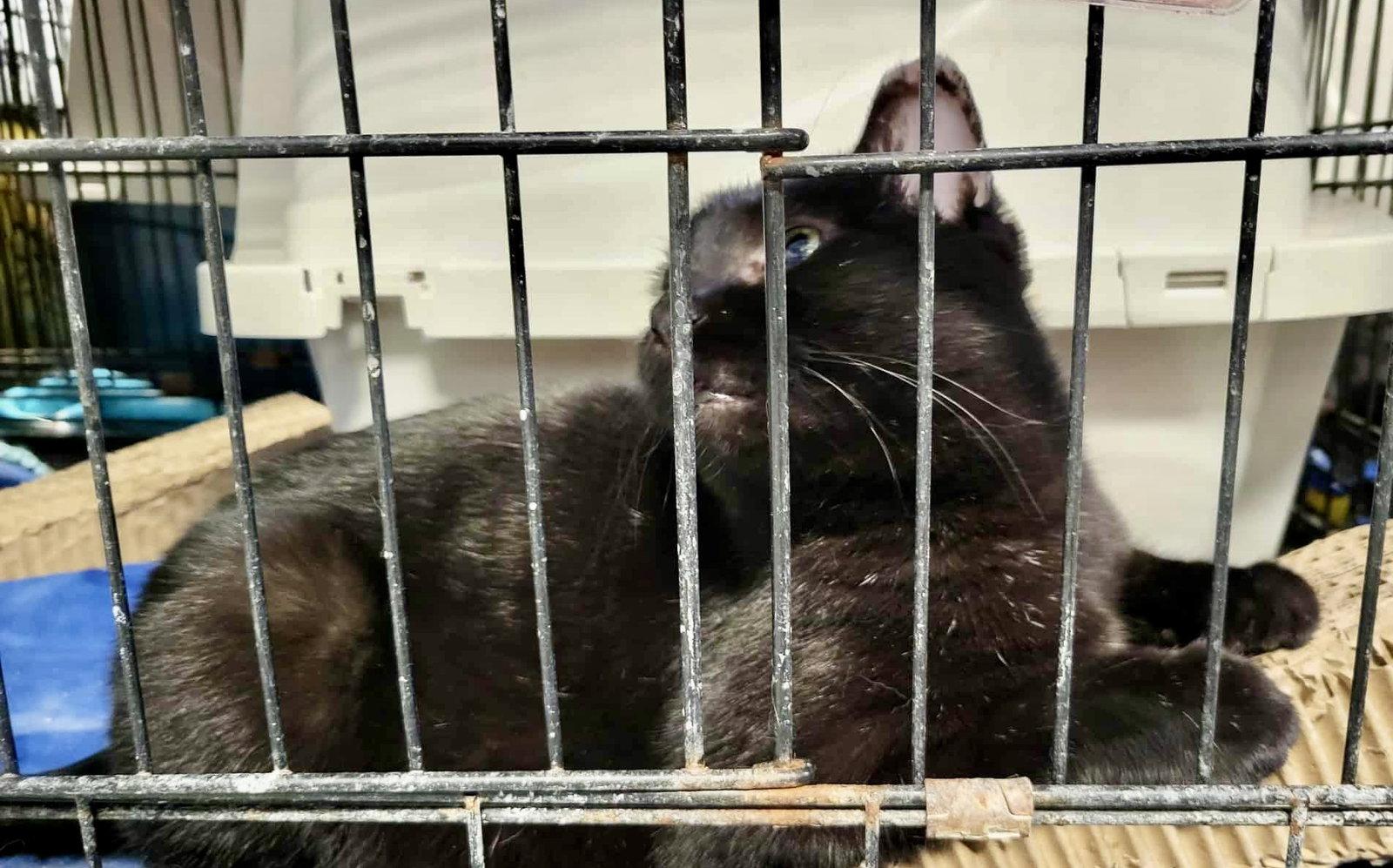 Enlarge Bristol, a Adopted Domestic Short Hair in Detroit Lakes, MN image 2/3