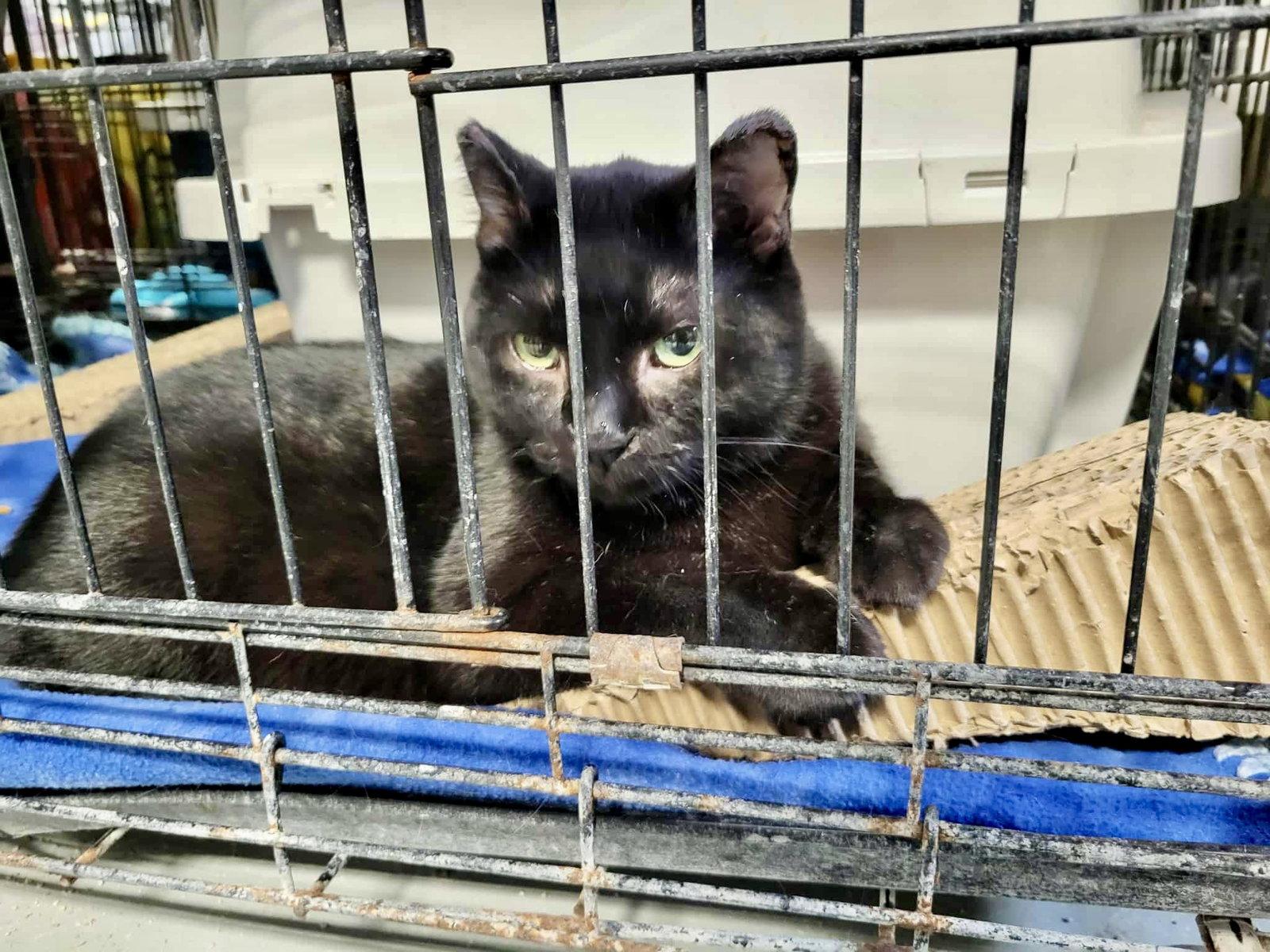 Enlarge Bristol, a Adopted Domestic Short Hair in Detroit Lakes, MN image 3/3