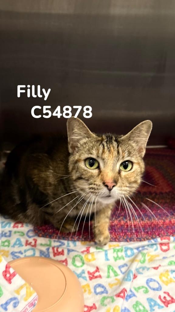 Filly, Adoptable, Young Female Domestic Short Hair.