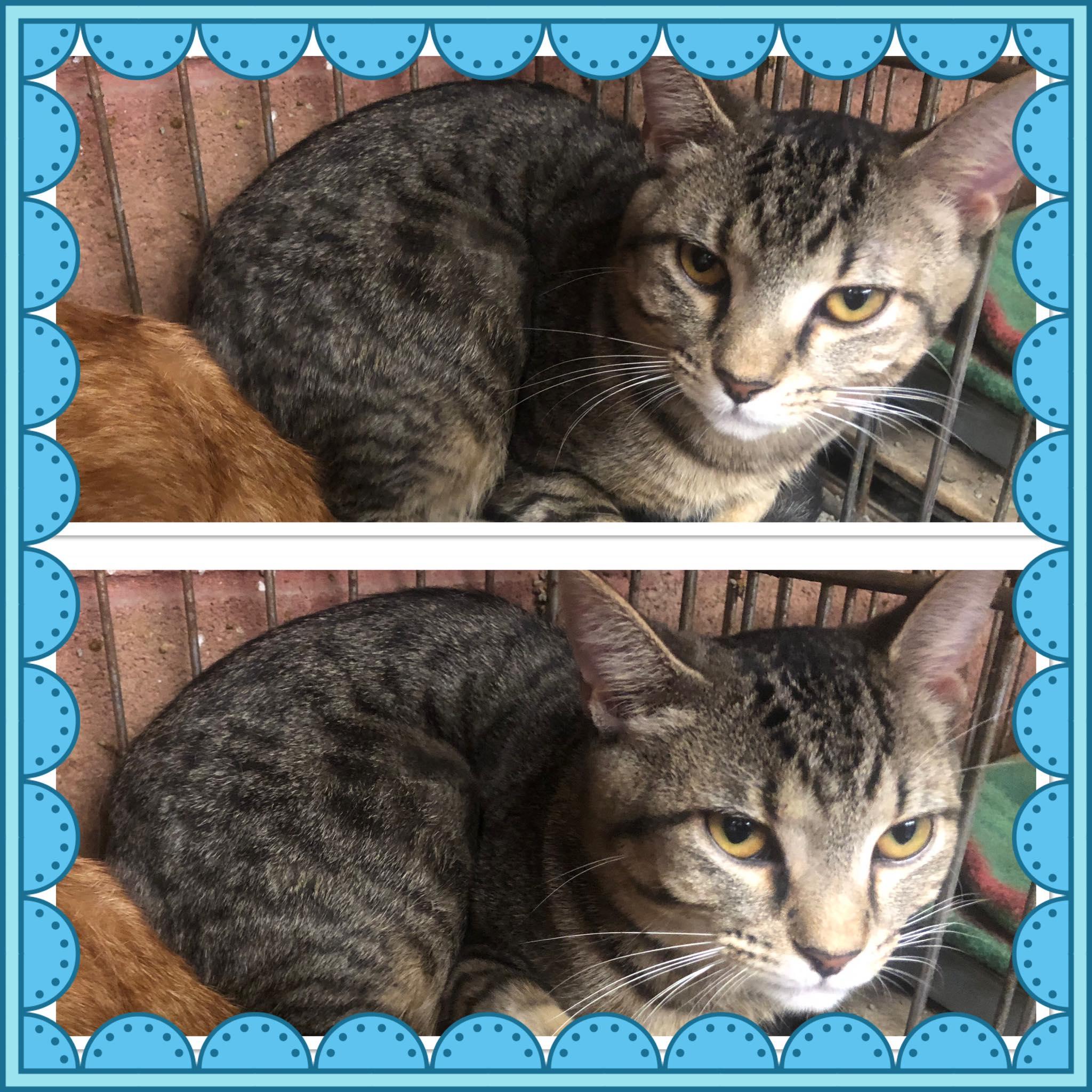 BRICK, ADOPTABLE, Kitten Male Domestic Short Hair.