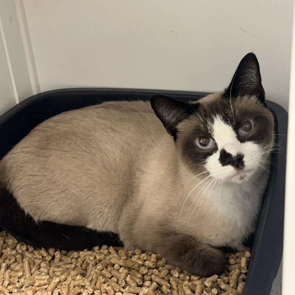 Enlarge Fancy, a ADOPTABLE Siamese image 1/1