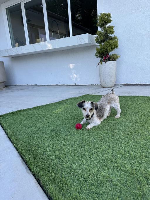 Posh, an adoptable Terrier in Los Angeles, CA image 1/6