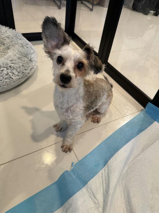 Posh, an adoptable Terrier in Los Angeles, CA image 2/6