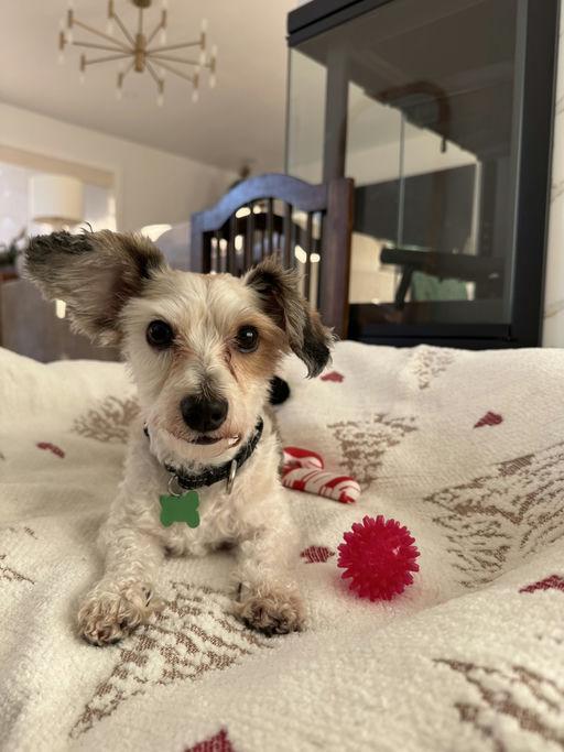 Posh, an adoptable Terrier in Los Angeles, CA image 3/6