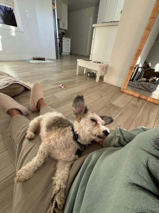 Posh, an adoptable Terrier in Los Angeles, CA image 4/6