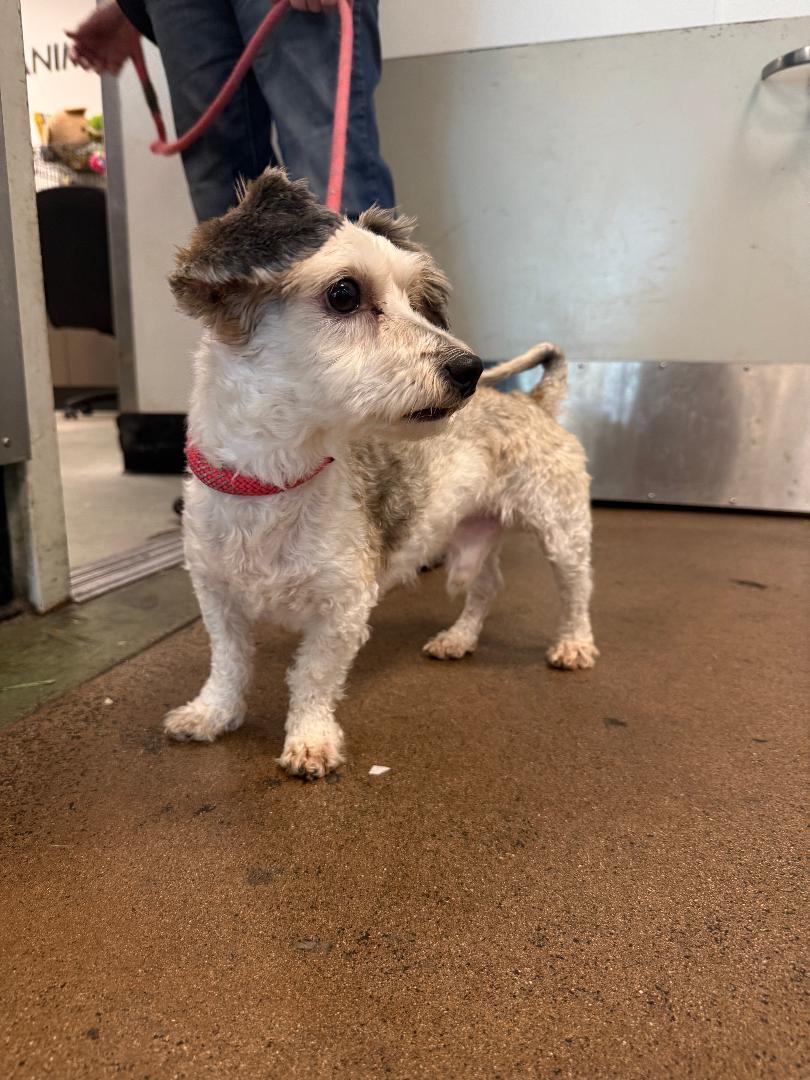 Posh, an adoptable Terrier in Los Angeles, CA image 5/6