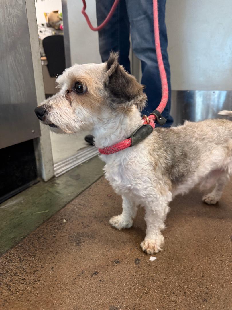 Posh, an adoptable Terrier in Los Angeles, CA image 6/6