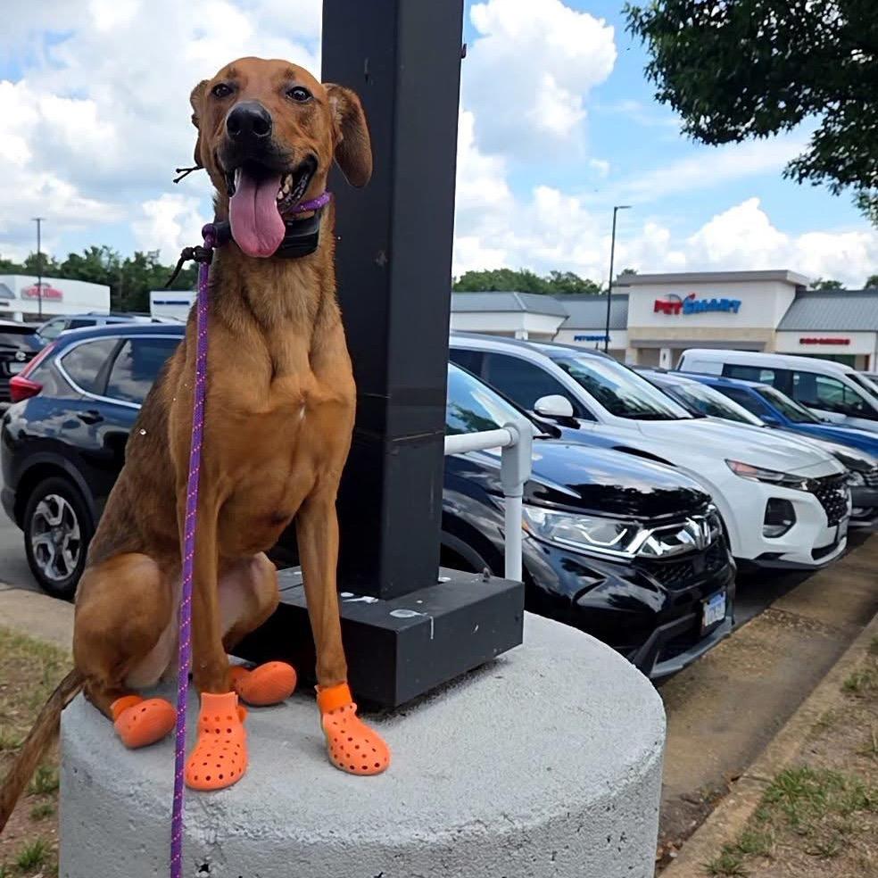 Fawn G — thumbnail 3