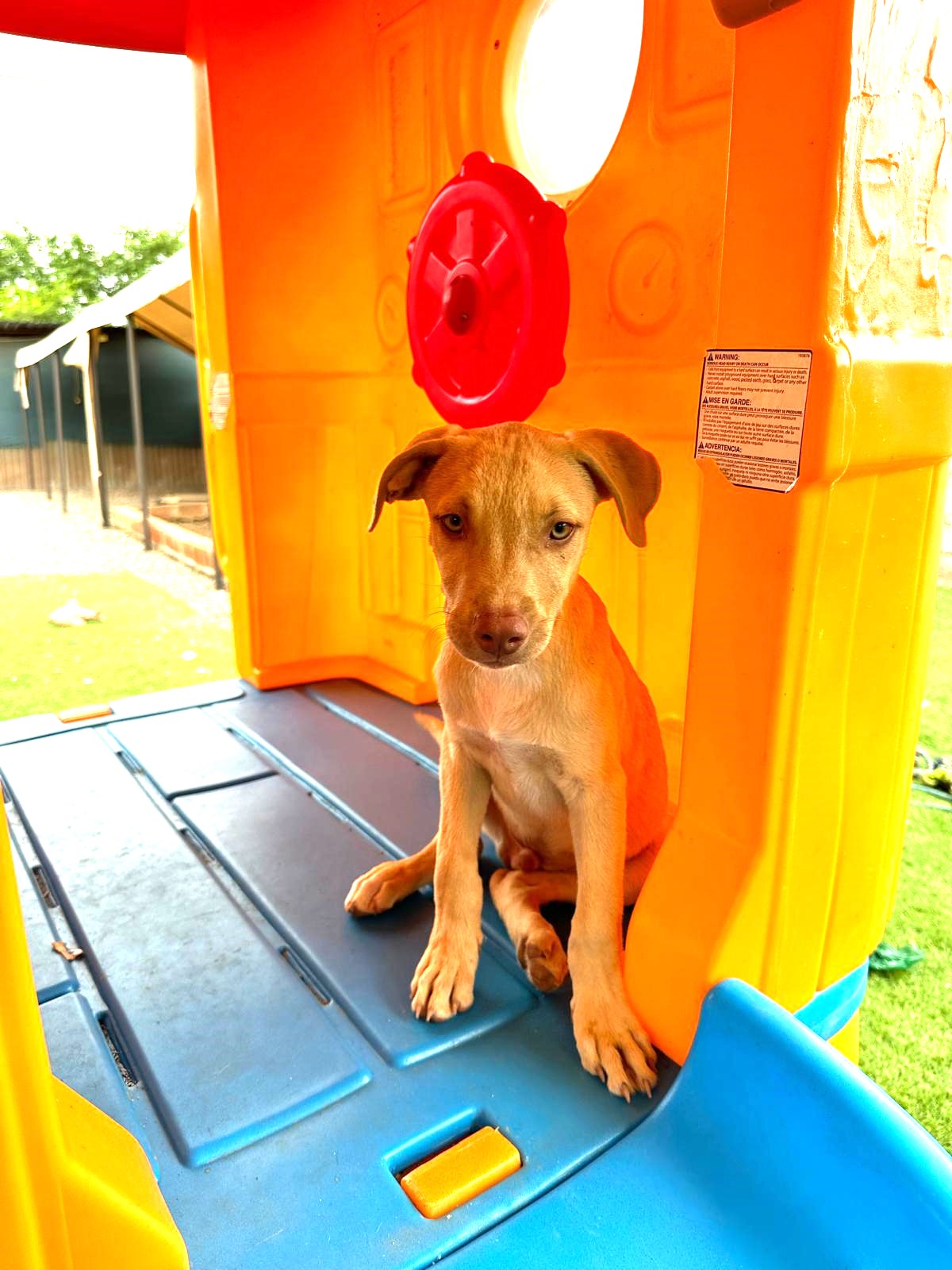 Dog for adoption Mars, a Mixed Breed in Abbotsford, BC Petfinder