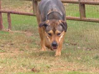 Waldo, a Adoptable mixed breed in cumming, GA image 6/6