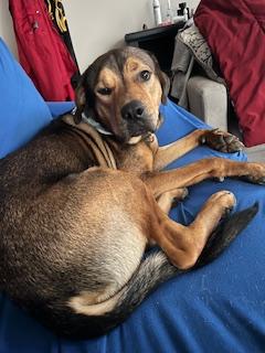 Waldo, a Adoptable mixed breed in cumming, GA image 5/6