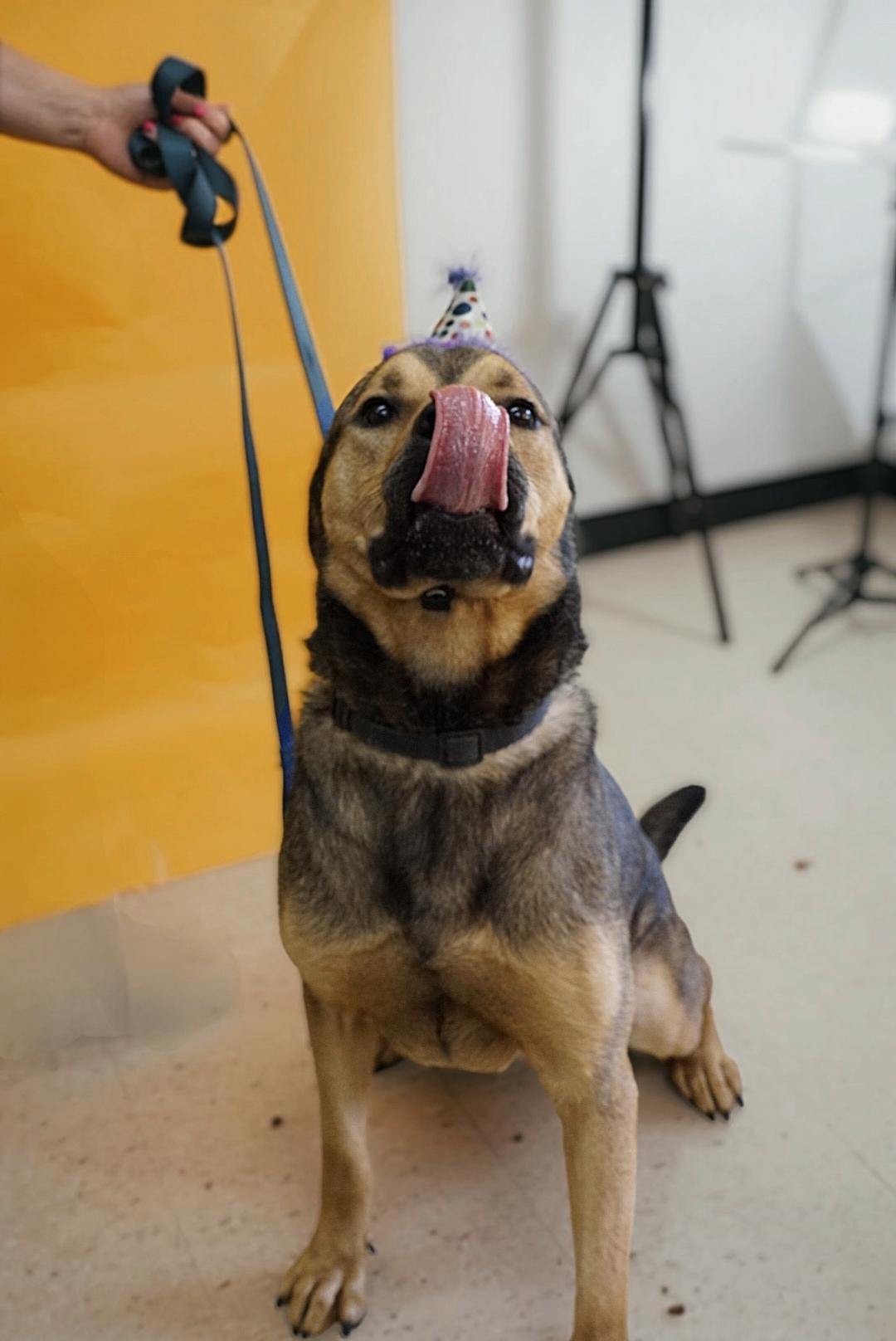 Waldo, a Adoptable mixed breed in cumming, GA image 4/6